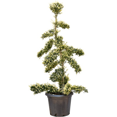 Растение горшечное Падуб городчатый/Ilex crenata (110-140)