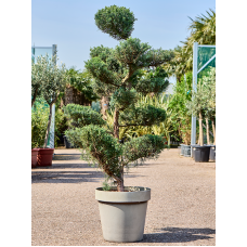 Juniperus virginiana 'Grey Owl' (160-180)