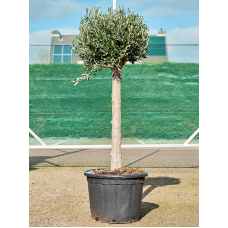 Olea europaea (170-200)