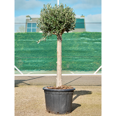 Растение горшечное Олива/Olea europaea (170-200)