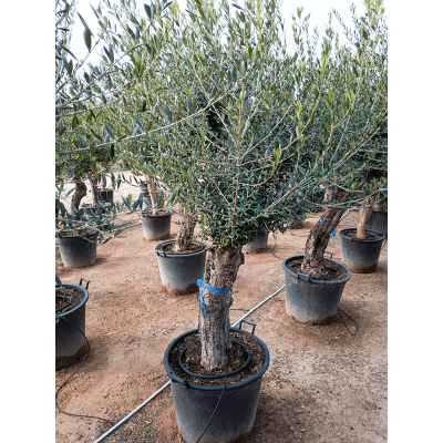 Растение горшечное Олива/Olea europaea