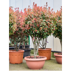 Photinia x fraseri 'Red Robin'