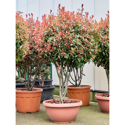 Растение горшечное Фотиния/Photinia x fraseri 'Red Robin'