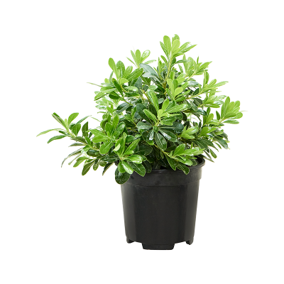 Растение горшечное Смолосемянник/Pittosporum tobira 'Nana'