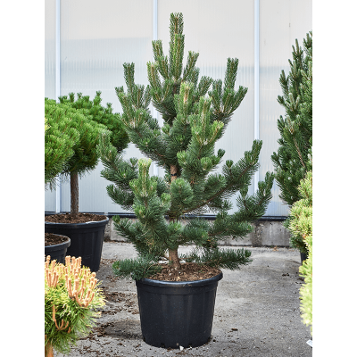 Растение горшечное Сосна/Pinus nigra 'Oregon Green'