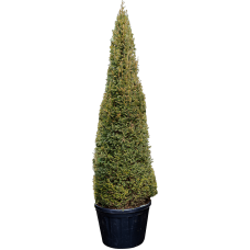 Taxus baccata