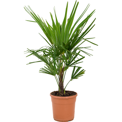 Растение горшечное Трахикарпус/Trachycarpus fortunei