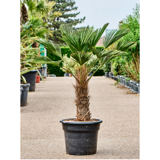 Trachycarpus wagnerianus