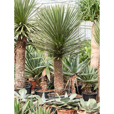 Растение горшечное Юкка/Yucca filifera