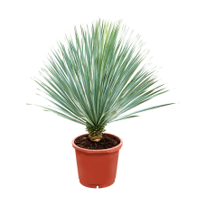 Yucca rostrata (100-110)