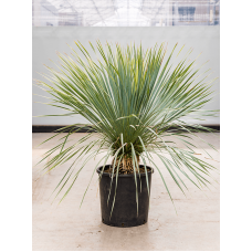 Yucca rostrata