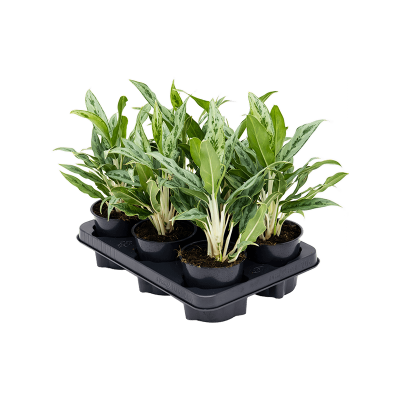 Растение горшечное Аглаонема/Aglaonema 'Greyhound' 6/tray