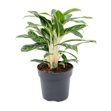 Aglaonema 'Ivy Green'