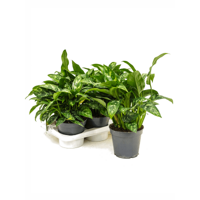 Растение горшечное Аглаонема/Aglaonema maria 6/tray
