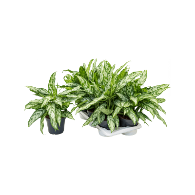 Растение горшечное Аглаонема/Aglaonema 'Silver Queen Compact' 6/tray