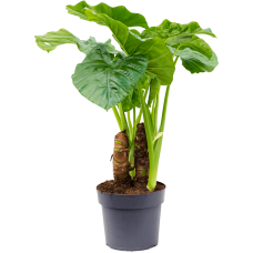 Alocasia macrorrhiza