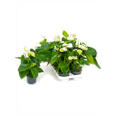 Anthurium andraeanum 'Sierra White' 6/tray