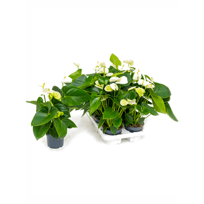 Растение горшечное Антуриум/Anthurium andraeanum 'Sierra White' 6/tray