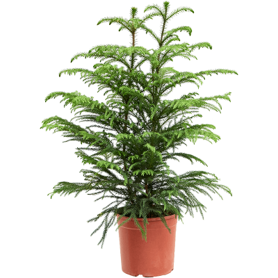 Растение горшечное Араукария/Araucaria heterophylla
