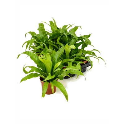 Растение горшечное Асплениум/Asplenium antiquum 6/tray