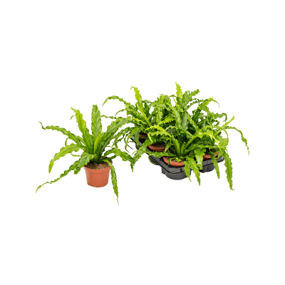Растение горшечное Асплениум/Asplenium antiquum 'Osaka' 6/tray