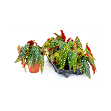 Begonia 'Maculata' 6/tray