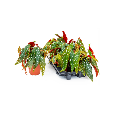 Растение горшечное Бегония/Begonia 'Maculata' 6/tray