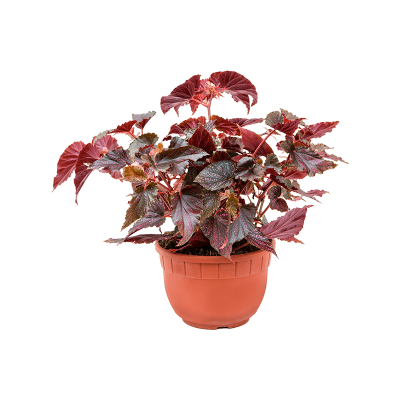 Растение горшечное Бегония/Begonia 'Polka Dot Pink'