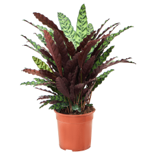 Calathea insignis