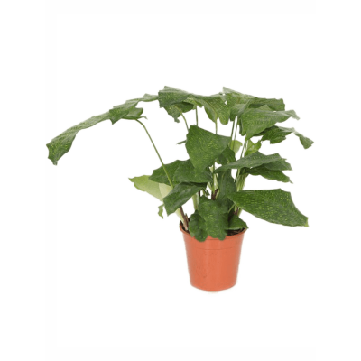 Растение горшечное Калатея/Calathea musaica (Network) 8/tray