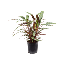 Calathea rufibarba 'Wavestar'