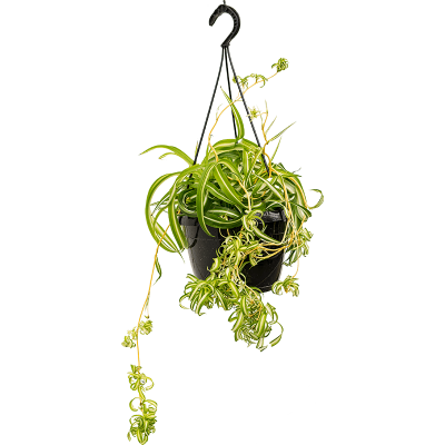 Растение горшечное Хлорофитум/Chlorophytum comosum 'Bonnie'