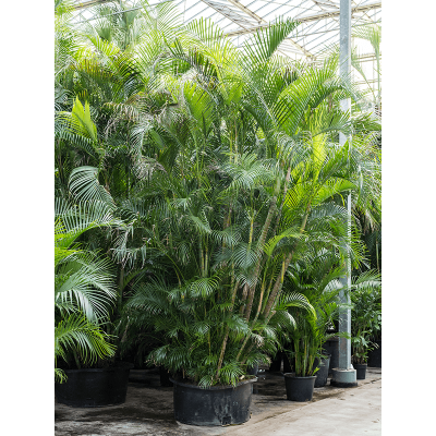 Растение горшечное Арека/Dypsis (Areca) lutescens