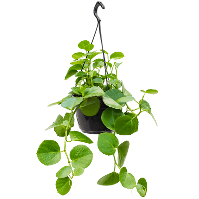 Растение горшечное Циссус/Cissus rotundifolia