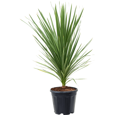 Растение горшечное Кордилина/Cordyline australis 'Peko'