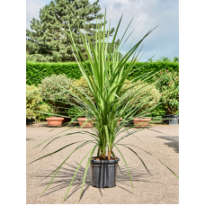 Cordyline australis