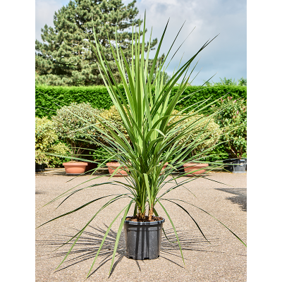 Растение горшечное Кордилина/Cordyline australis