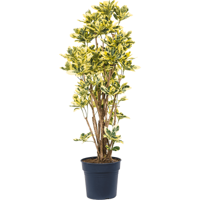 Растение горшечное Кротон/Croton (codiaeum) eburneum