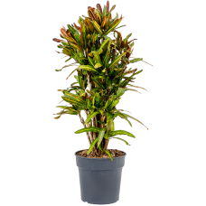 Croton (Codiaeum) variegatum 'Mammi'