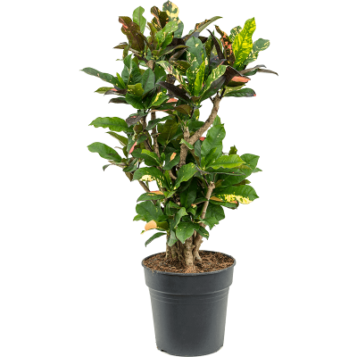 Растение горшечное Кротон/Croton (codiaeum) magnificent