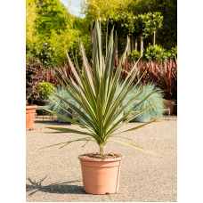 Cordyline australis 'Mint Chocolate'