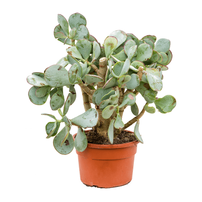 Растение горшечное Котиледон/Cotyledon orbiculata