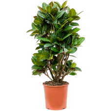 Croton (Codiaeum) variegatum 'Petra'