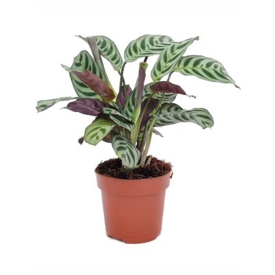 Растение горшечное Ктенанта/Ctenanthe burle-marxii 'Amabilis' 6/tray