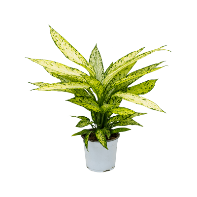 Растение горшечное Диффенбахия/Dieffenbachia 'Vesuvius'