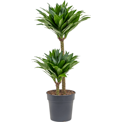 Растение горшечное Драцена/Dracaena fragrans 'Compacta'q