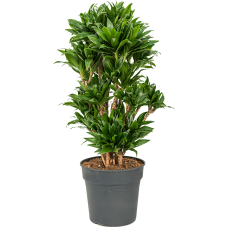 Dracaena fragrans 'Compacta'