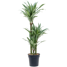 Dracaena deremensis 'Warneckei'