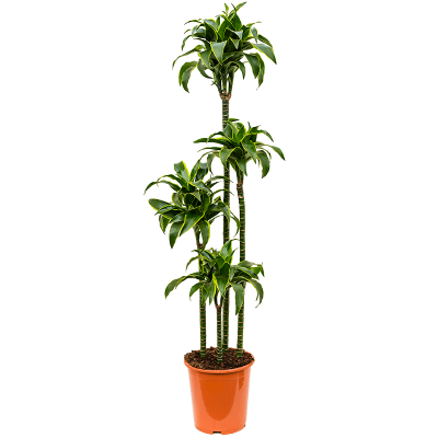 Растение горшечное Драцена/Dracaena fragrans 'Dorado'