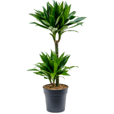 Dracaena fragrans 'Green Jewel'